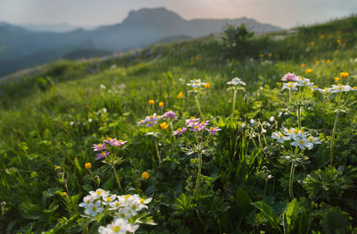 Beautiful flowers in the mountains in alpine meadows