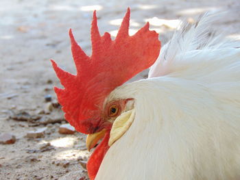 Close-up of rooster on field