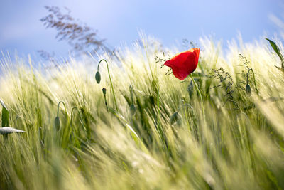 Close-up of red poppy flower on field