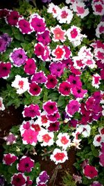 Pink flowers growing outdoors