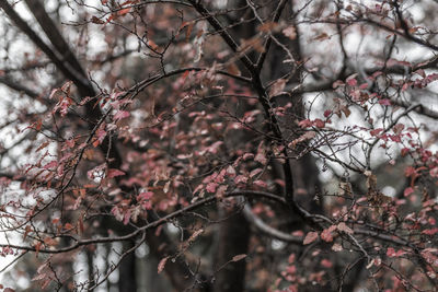 Low angle view of cherry blossom tree