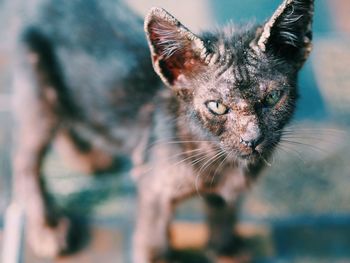 Close-up portrait of a cat