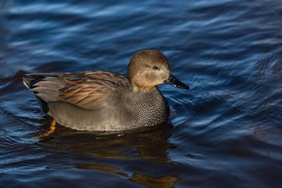 Close-up of duck swimming in lake