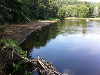 Scenic view of river with trees in background