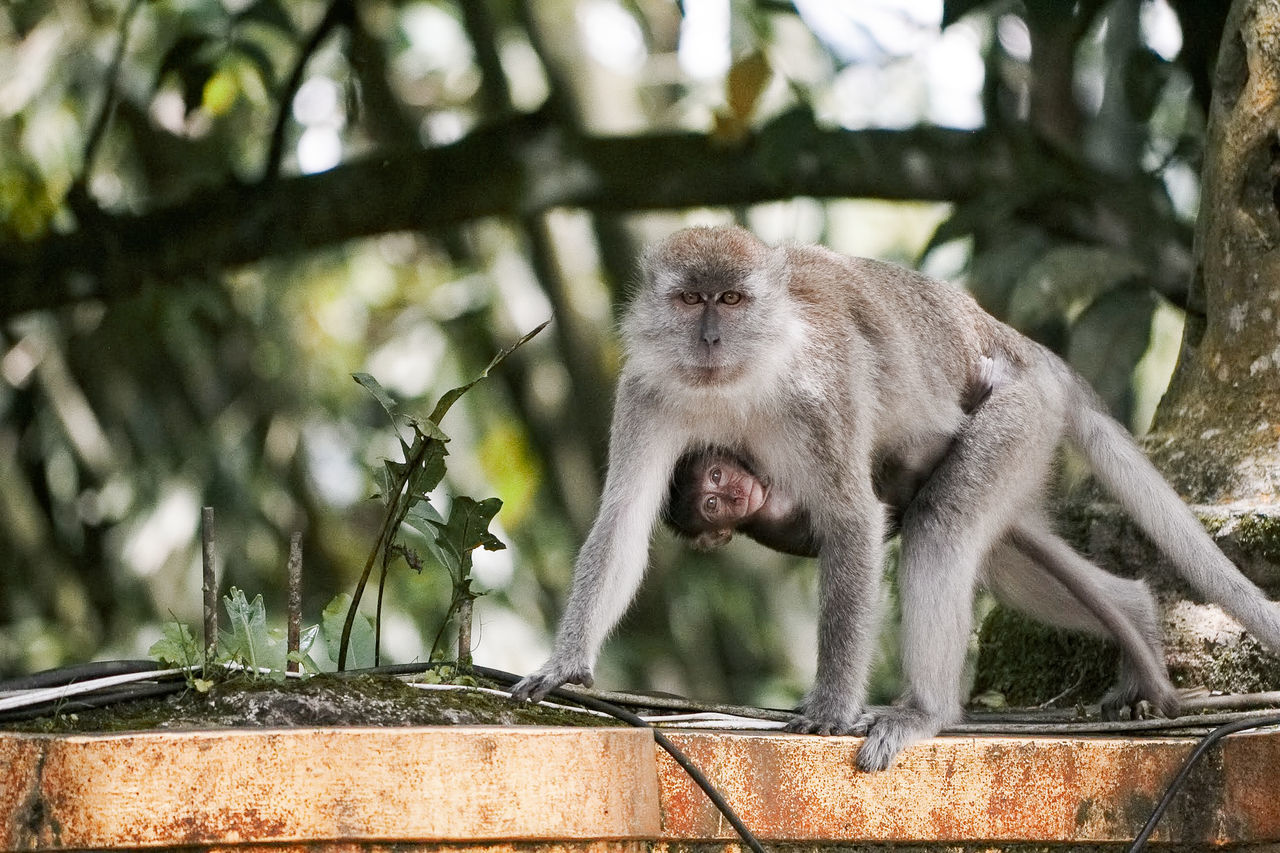 primate, mammal, animal wildlife, animals in the wild, one animal, vertebrate, tree, day, focus on foreground, plant, no people, nature, outdoors, sitting, zoology, looking