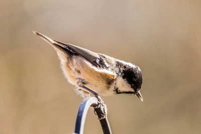 Close-up of bird perching on twig