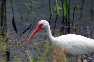 Close-up of ibis in lake