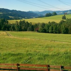 Scenic view of grassy field against sky
