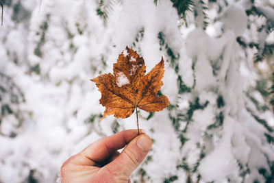 Close-up of hand holding maple leaf against snow covered trees