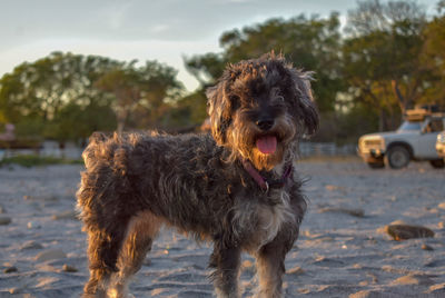 Portrait of dog on land