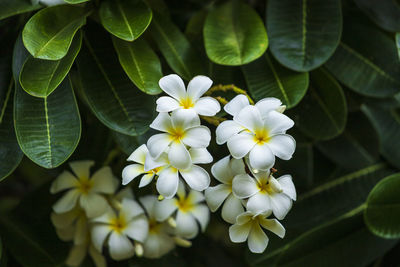 Close-up of white flowering plant