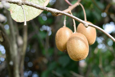 Close-up of fruit growing on tree