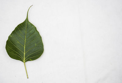 Peepal leaf or bodhi leaf or sacred fig leaf isolated on white background, green peepal leaf 