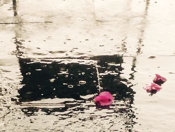 Close-up of pink flowers in water