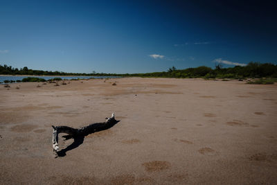 View of a dog on beach