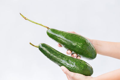 Close-up of hand holding leaf over white background