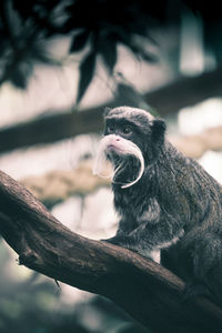 Monkey sitting on tree branch in zoo