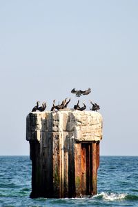 Birds perching on wooden post in sea against sky