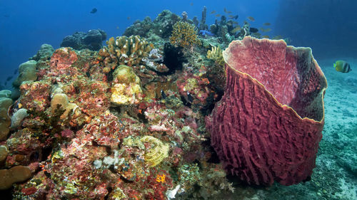 View of fish swimming in sea