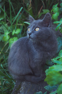 Portrait of cat sitting on grass