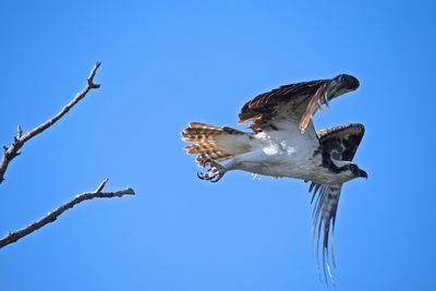 Low angle view of osprey flying against clear sky