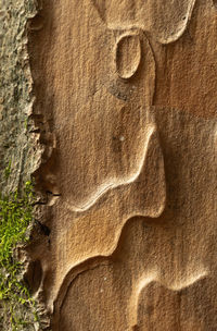 Full frame shot of tree trunk