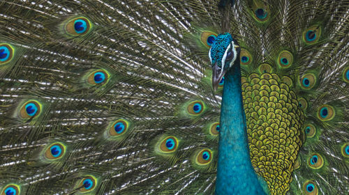 Full frame shot of peacock