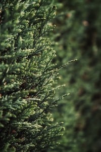 Close-up of coniferous tree