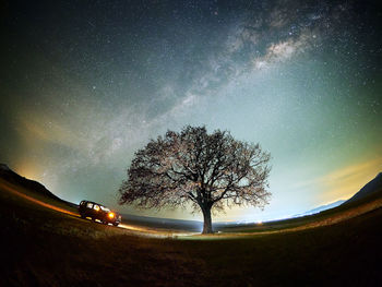 Low angle view of trees on field against sky at night