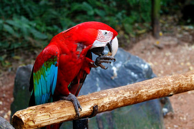 Close-up of macaw eating while sitting on stick