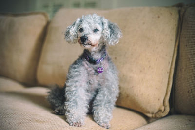 Portrait of dog sitting on couch