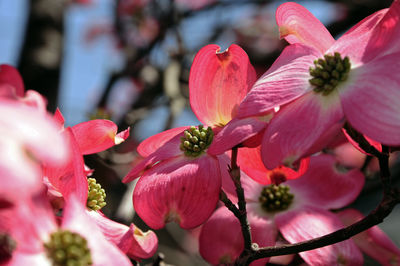 Close-up of pink cherry blossoms