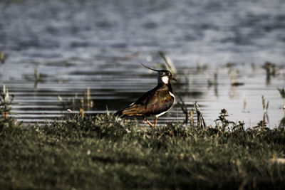 Bird on grass by lake