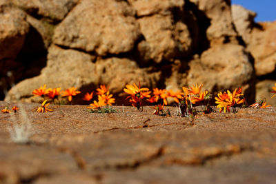 Close-up of orange flowering plants on rocks