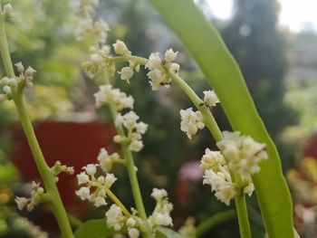 Close-up of white flowering plant