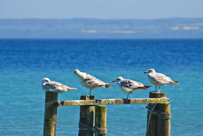Seagulls perching on wooden post at sea against sky