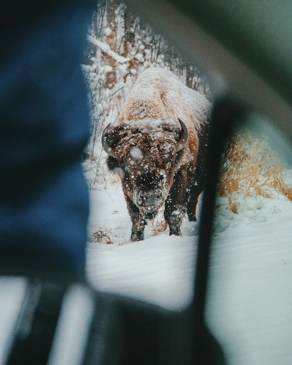 CLOSE-UP OF HORSE IN STABLE