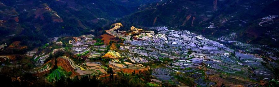 Scenic view of rice paddy and mountain