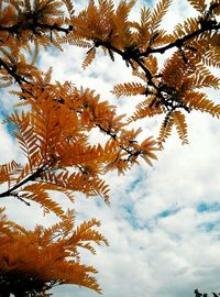 Low angle view of tree against sky