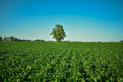 Scenic view of field against blue sky