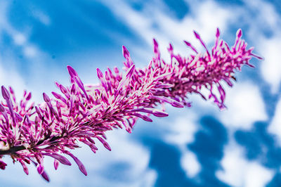 The flower in spike stands out against the sky with skipped clouds