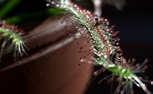 Close-up of wet plant