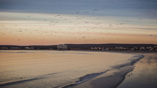 Flock of birds flying over land during sunset