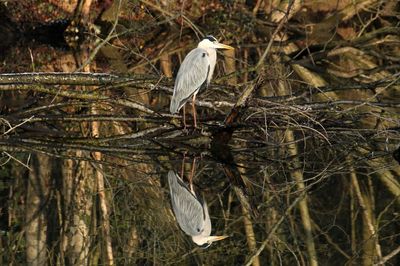 Bird perching on a tree