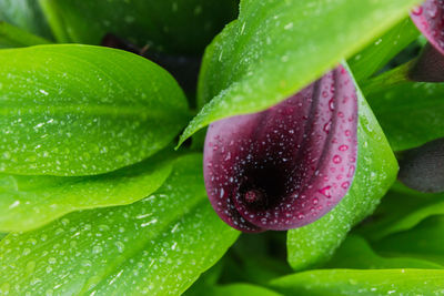 Close-up of raindrops on flower and leaves