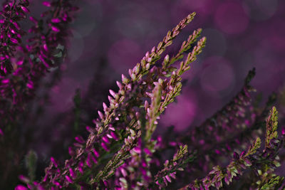 Close-up of purple flowering plant