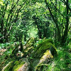 Trees in forest