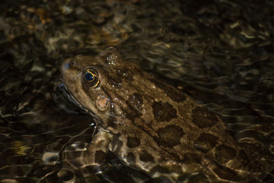 High angle view of frog in water