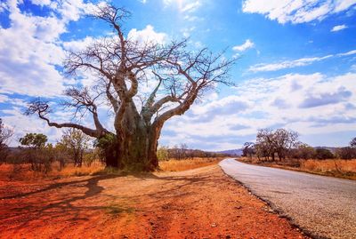 Trees on field by road against sky