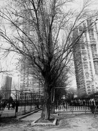 Bare trees in city during winter